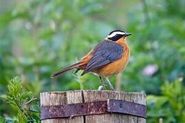 White-browed Robin-Chat