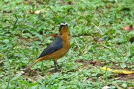 Rüppell's Robin-Chat