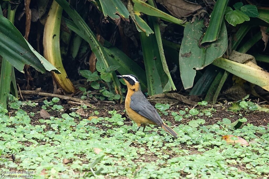 Rüppell's Robin-Chat