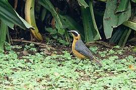 Rüppell's Robin-Chat