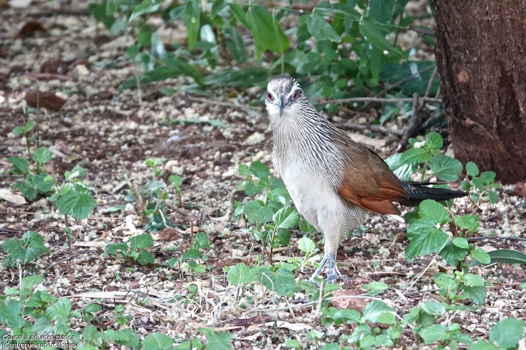 Coucal à sourcils blancs