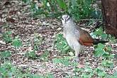 Coucal à sourcils blancs