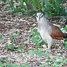 Coucal à sourcils blancs