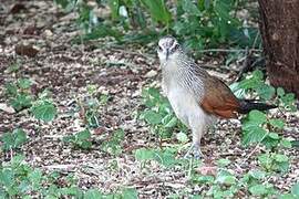 Coucal à sourcils blancs