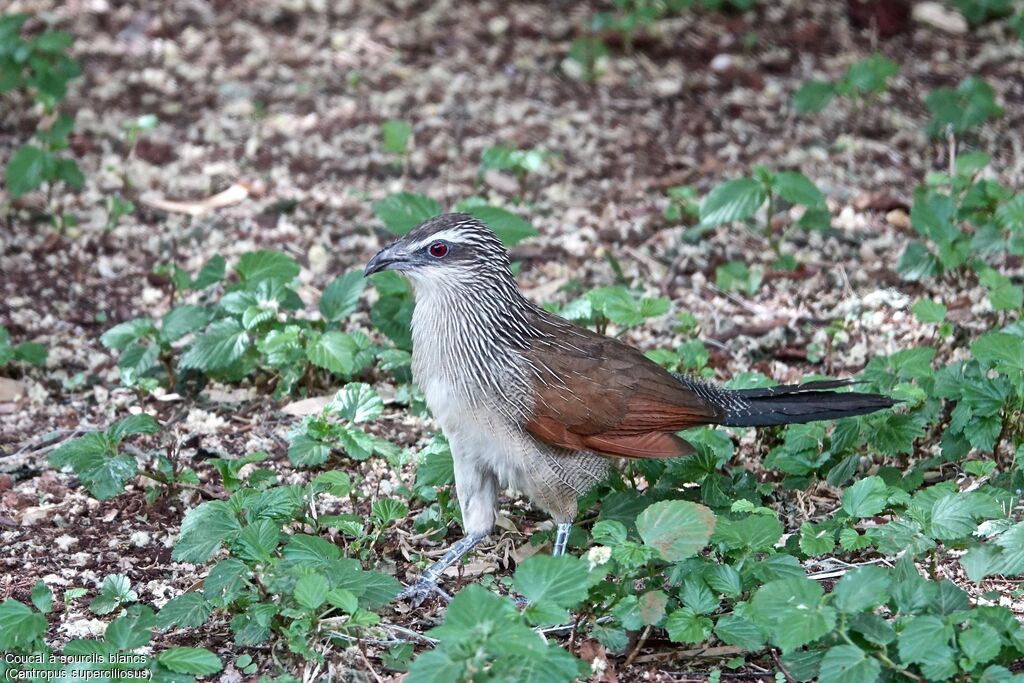 Coucal à sourcils blancs