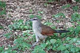 Coucal à sourcils blancs