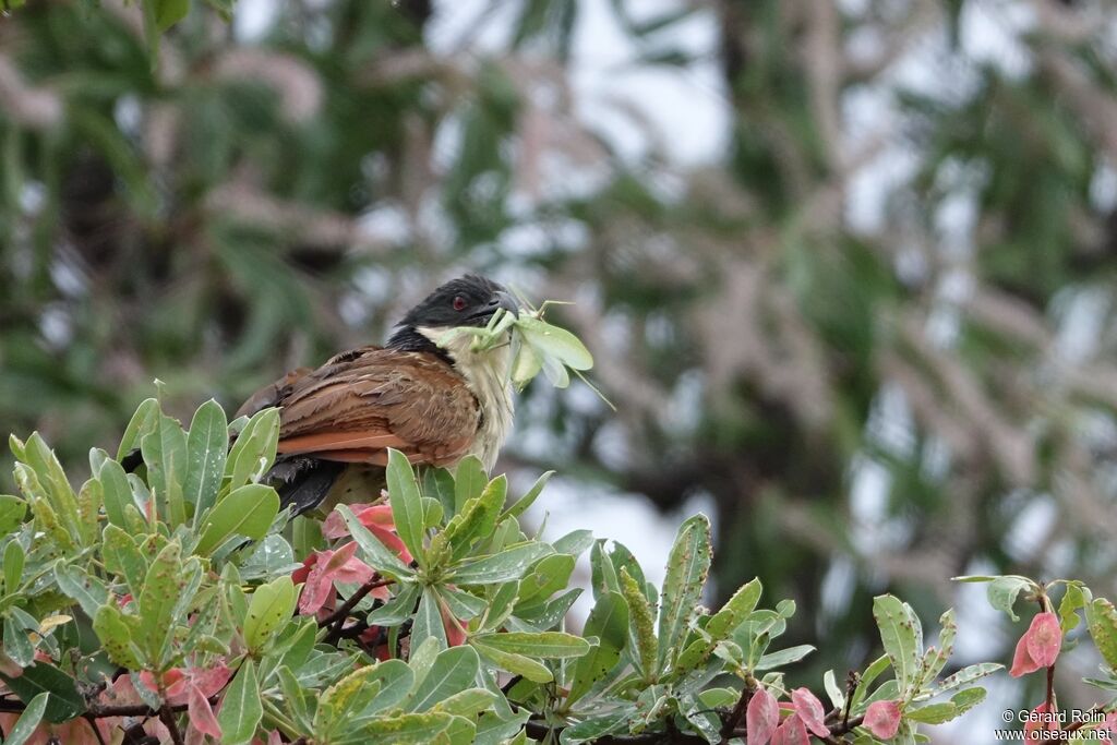Burchell's Coucal