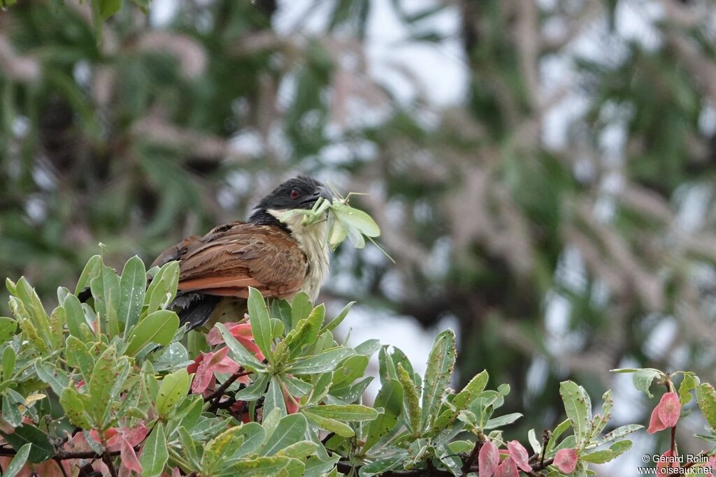 Coucal de Burchell