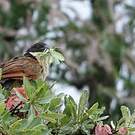 Coucal de Burchell