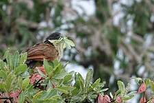 Coucal de Burchell