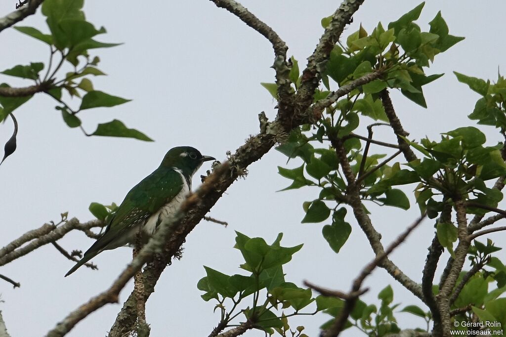 Klaas's Cuckoo