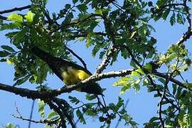 African Emerald Cuckoo