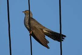 Common Cuckoo