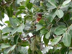 Dwarf Cuckoo