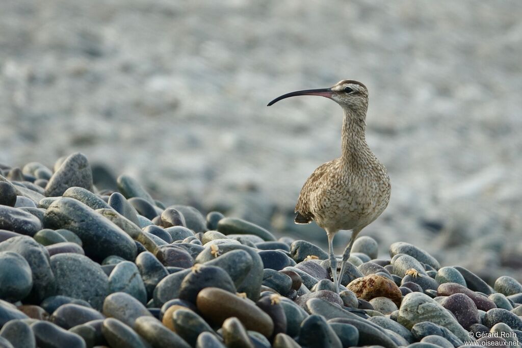 Hudsonian Whimbrel