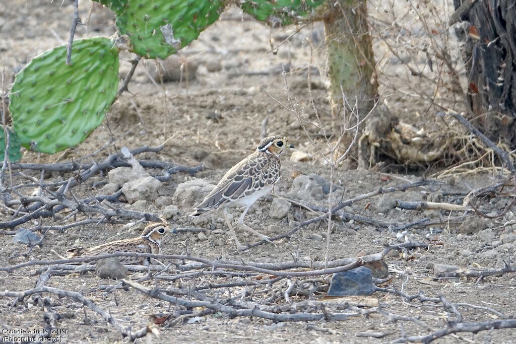 Three-banded Courser