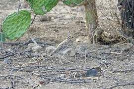 Three-banded Courser