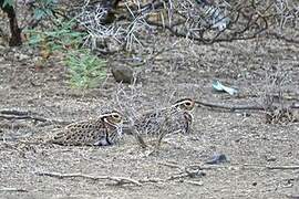 Three-banded Courser