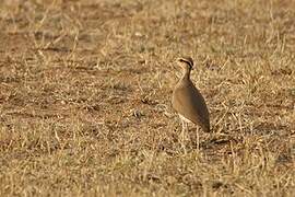 Temminck's Courser