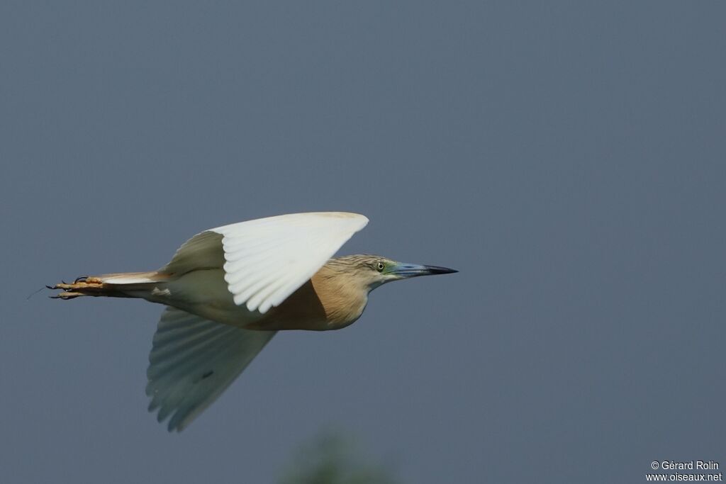 Squacco Heron