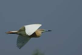 Squacco Heron