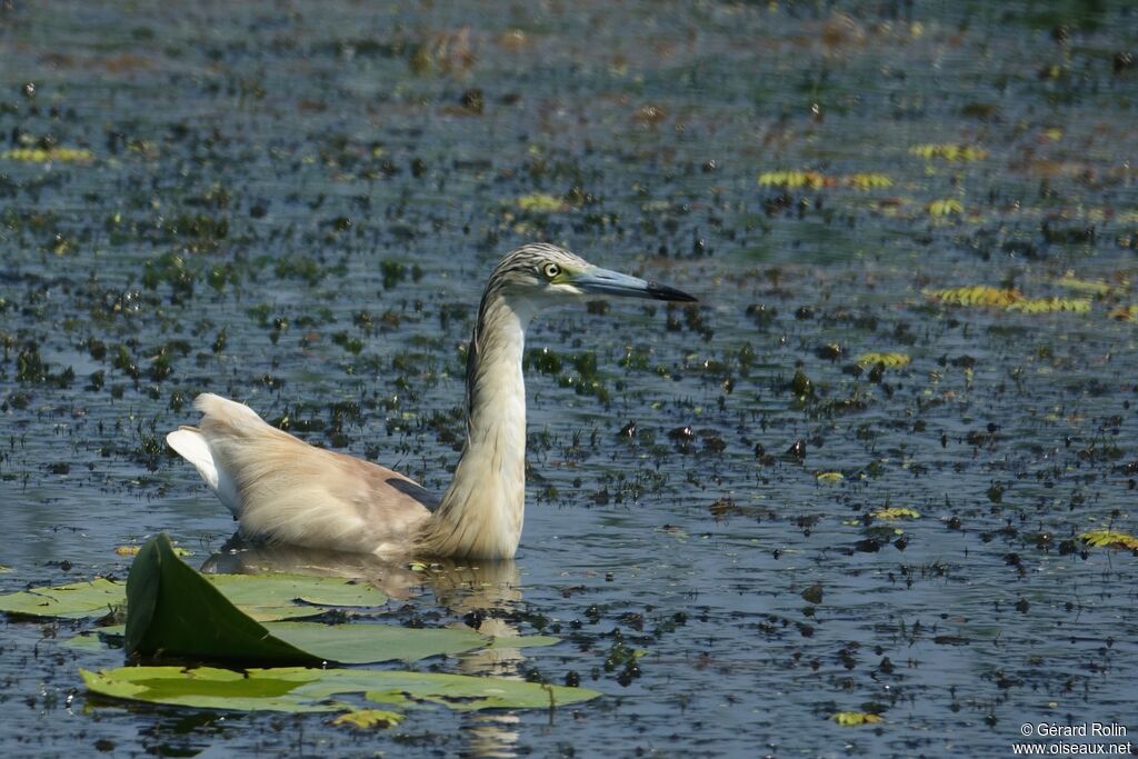 Squacco Heron