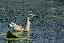 Squacco Heron