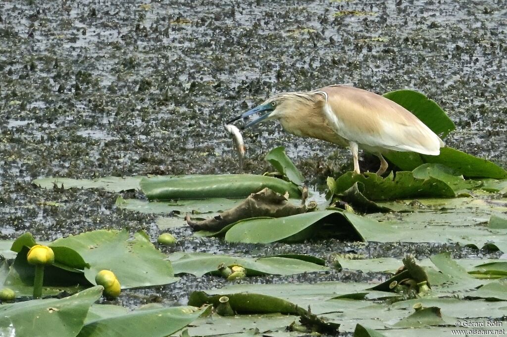 Squacco Heron