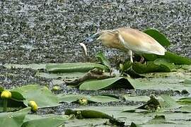 Squacco Heron