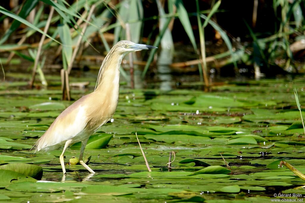 Squacco Heron