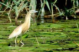 Squacco Heron