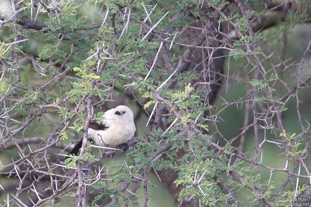 Southern Pied Babbler