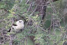 Southern Pied Babbler