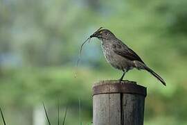 Arrow-marked Babbler