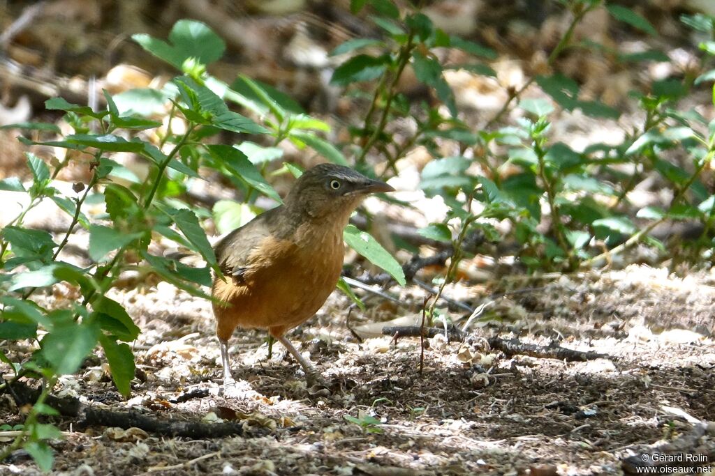 Cratérope rubigineux