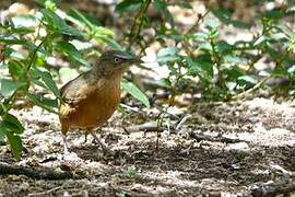 Rufous Chatterer