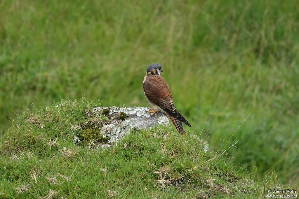 American Kestrel