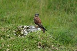 American Kestrel