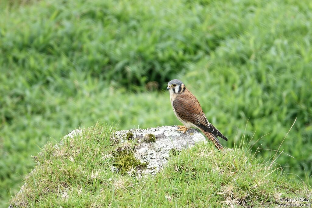 American Kestrel