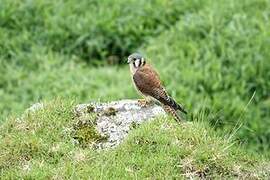 American Kestrel