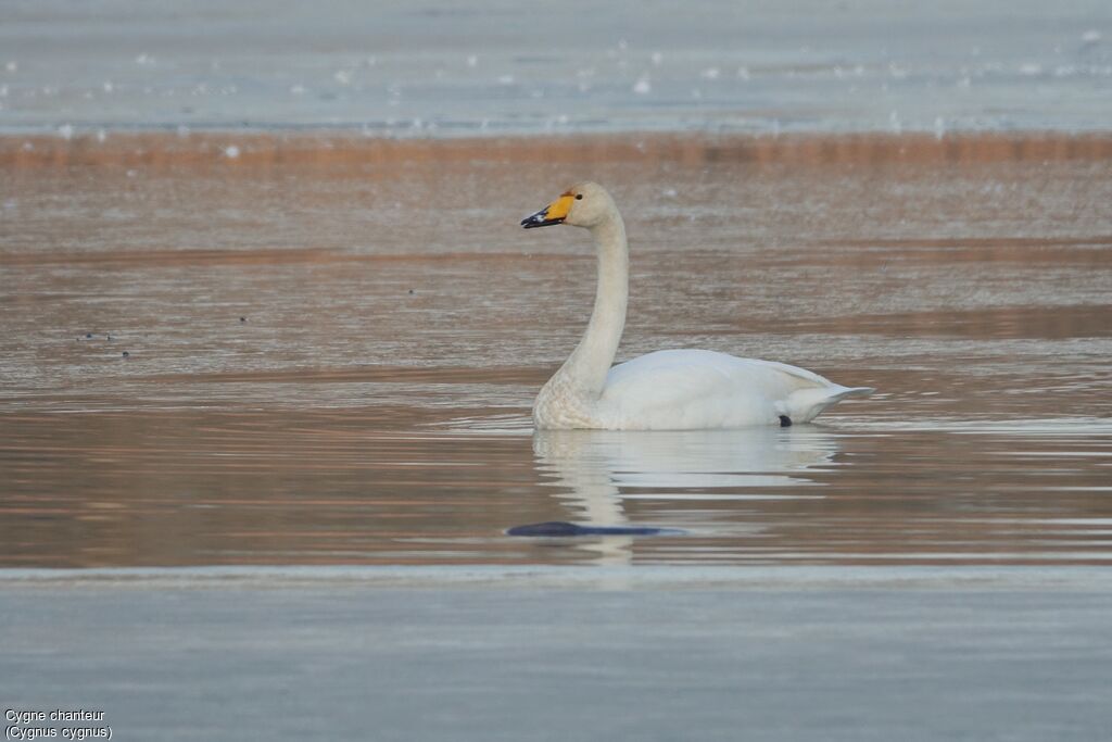 Whooper Swan