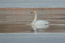 Cygne chanteur