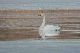 Whooper Swan