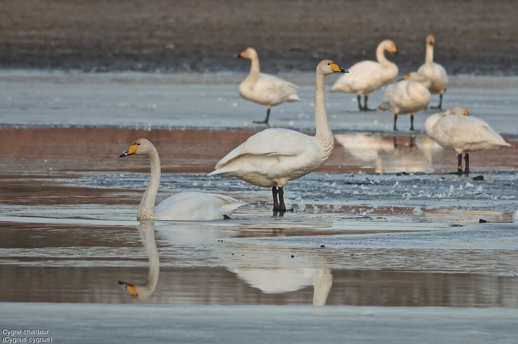 Whooper Swan