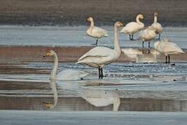 Whooper Swan