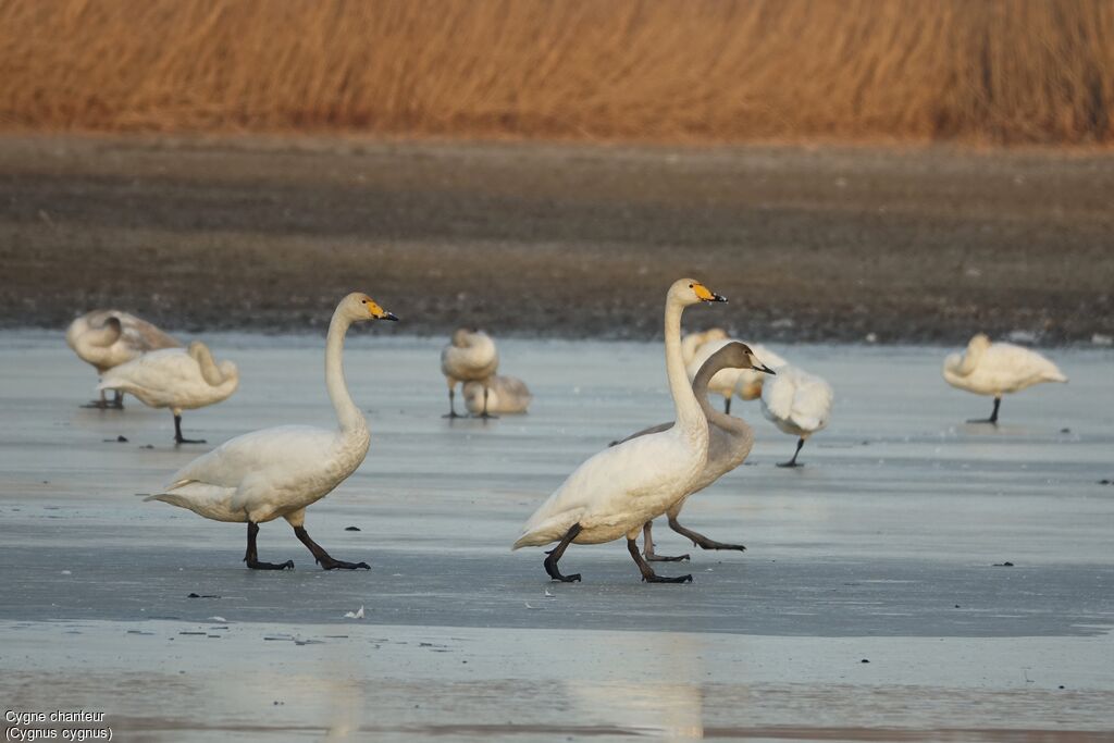 Whooper Swan