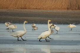 Whooper Swan