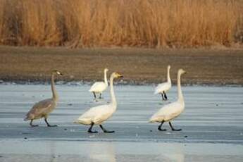 Cygne chanteur