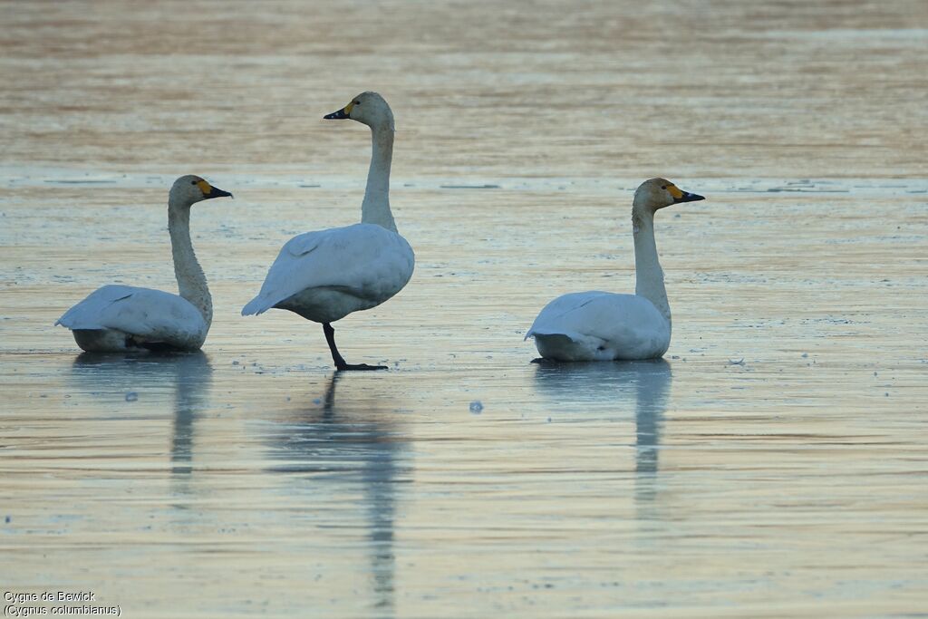 Tundra Swan