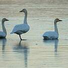 Cygne de Bewick
